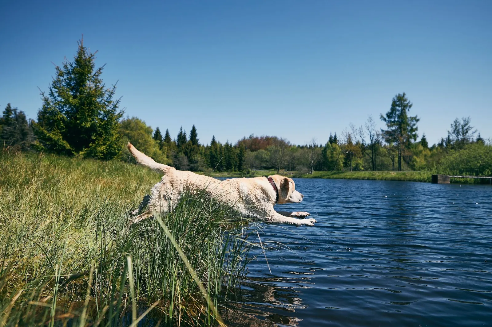 Copertina LA FORMA DELLA LIBERTÀ: tra cultura e relazione con il cane