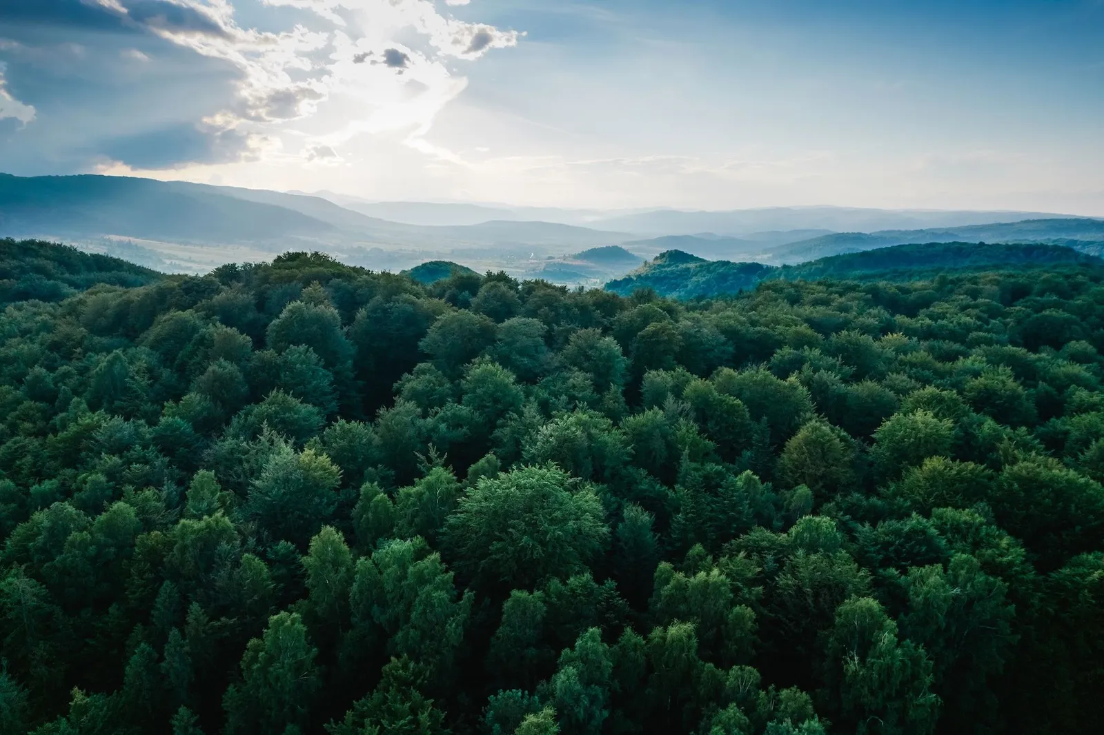 Copertina ESSERE NATURA