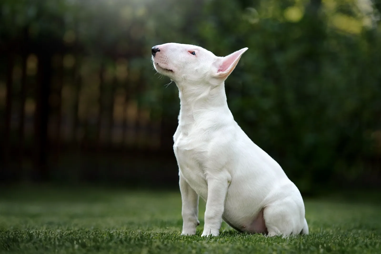 Copertina APPROCCIO ALLA RELAZIONE CON IL CANE: una questione di genere?